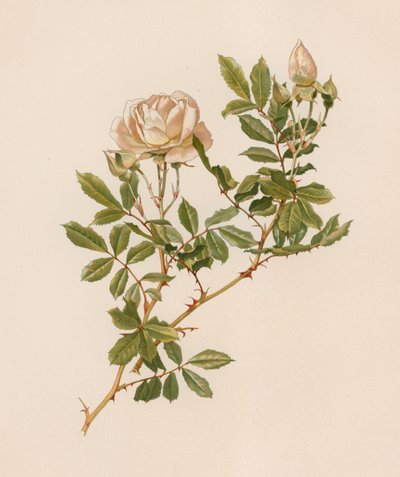 Engelsk Rose af English School